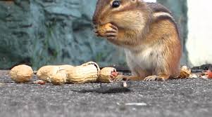 We did not find results for: What Do Chipmunks Eat Best To Feed A Chipmunk Small Animal Planet