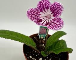 Image result for Streptocarpus erubescens