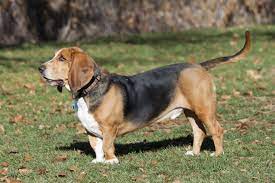 He has a following on social media. Basset Hound Hunderasse Mit Bild Info Temperament Charakteristiken Und Fakten