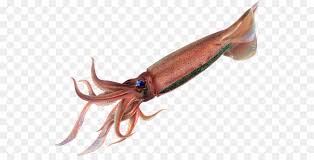 Beserta resep yang teruji handal dan foto step by. Octopus Cartoon Png Download 592 450 Free Transparent Squid Png Download Cleanpng Kisspng