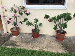 Pin By Martine Palcy On Roses Du Desert In 2020 Plants Flowers Rose