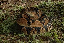 Bushmaster Bushmaster Snake Snake Lovers