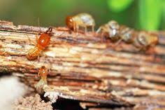 Place stakes in the ground. 25 Termite Photos Ideas Termite Control Termites Types Of Termites