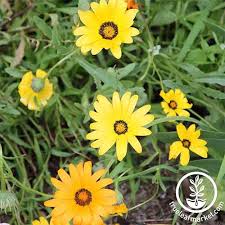 Shop from our huge selection of old favorites and hard to find annual plants. How To Grow Cape Marigolds African Daisies Gardener S Path