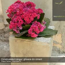 Construiete I Singur Ghivece Din Beton Plants Vegetables
