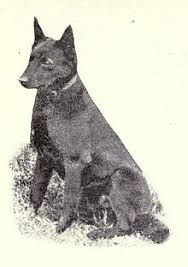 1909, in the meaning defined above. Australian Kelpie Breed Profile Australian Dog Lover