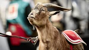 Welcome to the official 1. Der 1 Fc Koln Und Sein Maskottchen Das Sind 10 Anekdoten Uber Geissbock Hennes Sportbuzzer De