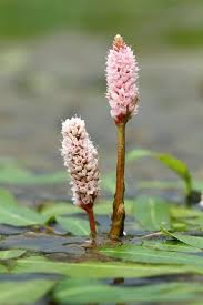 Image result for Persicaria