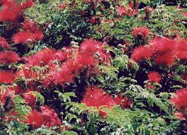 Image result for Calliandra tweedii