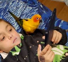 Hi all. Our sunconuar bird got out. Please if anyone see him or catch him  please let me know.