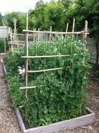 Space holes 6 inches apart. 19 How To Grow Peas Ideas Growing Peas Peas Growing