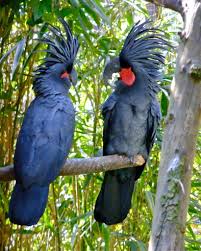 Black Birds You Can Have As Pets World S Most Expensive Pets Lazy Penguins Beautiful Birds Rare Birds Pet Birds