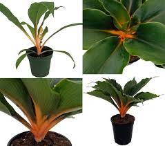 Get A Spider Plant With An Orange Center The Orange Mandarin Or Chlorophytum Orchidastrum Has A Distinctive Tropical Look Spider Plants Plants Orange Plant