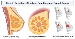 Most of the current anatomical descriptions of the breast within both textbooks and the literature are based on cooper's 1 descriptions, and hence also lack any quantitative. Breast Definition Structure Functions And Breast Cancer