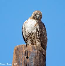 It is a very clean transparent background image and its resolution is 429x342 , please mark the image source when quoting it. Juvenile Red Tailed Hawk Acting Goofy Sonoran Images