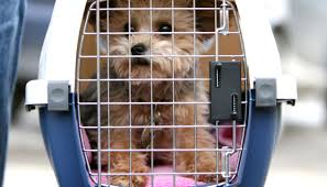 How much shipping a pet should cost. Is Your Pet Safe Flying In Cargo Conde Nast Traveler