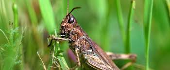 Orders placed on *10% off applies to u.s. The Mind Of A Grasshopper Faunalytics