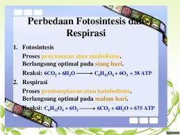 Respirasi tumbuhan pada malam hari. Respirasi 1 By Irda Safni Ppt Download