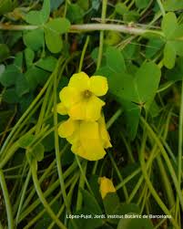 Image result for Oxalis pes-caprae