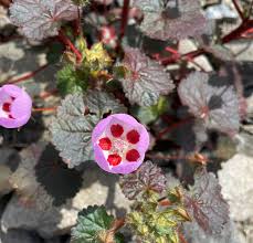 Image result for Spermacoce deserti