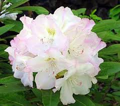 Weston Nurseries Garden Centers Of Ma Plants Shade Shrubs Rhododendron