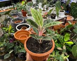 Tanaman hias indoor | calathea: 64g94splwbythm
