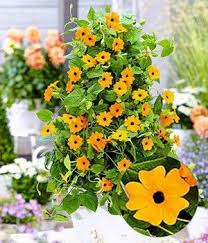 Pin Op Tuinplanten E A