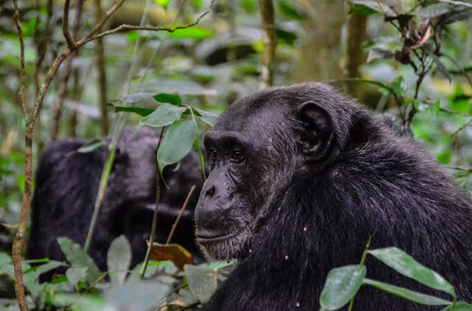 Chimpanzee on a rainforest path in Kibale National Park Uganda