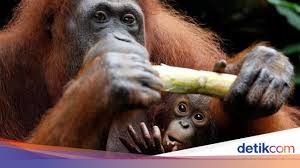 Bahwa untuk kepentingan proses pengajuan / permohonan peninjauan kembali. Satwa Kebun Binatang Terancam Kelaparan Klhk Bantu Pakai Prioritas