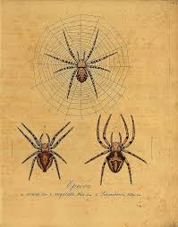 Epeira Spider Illustration Insect Art Spider Art