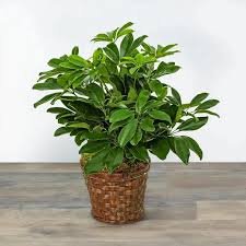 Image result for Schefflera