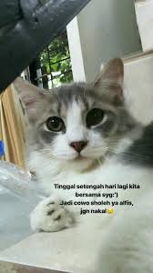 Gambar anak kucing lucu motivational hd wallpapers. Pin Oleh Winda Sarry Di Aesthetic Anak Kucing Kucing Fotografi