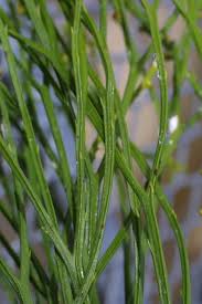 Image result for Psilotaceae