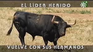 Pin By Leopoldo Aaron On Fotografias De Toros Bravos Y Vacas Bravas In 2020 Cow Animals Moose