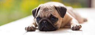 Analizzate per bene i 5 cani da appartamento di taglia piccola sopra elencati e prendete una decisione. Cani Da Appartamento Taglia Piccola Trovami