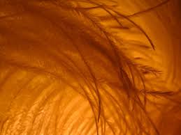 Image result for GRETCHEN CHAPPELLE