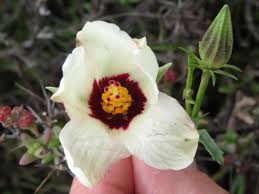 Image result for Hibiscus pusillus
