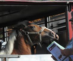 Alle zu versteigernden fahrzeuge können am tag der versteigerung ab 8 uhr morgens in augenschein genommen werden. Dienstag 24 10 Letzte Fohlen Versteigerung Animal Spirit At