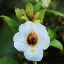 Image result for Mimulopsis