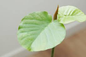 全ての葉を失ったウンベラータの新しい葉 ウチデグリーン Uchi De Green