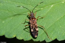 Image result for Otiophora