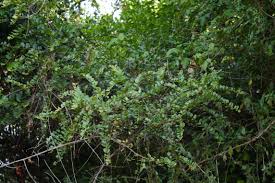 Image result for Scutia myrtina