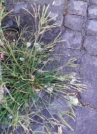 Image result for Eleusine kigeziensis