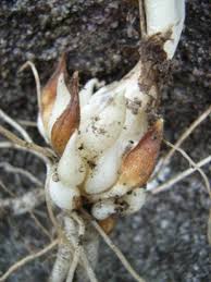 Image result for Nothoscordum borbonicum