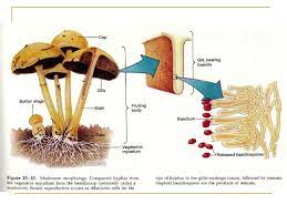 Kd 4.7 menyajikan laporan hasil investigasi tentang keanekaragaman jamur dan peranannya dalam kehidupan. Biologi Kelas 10 Jamur Fungi