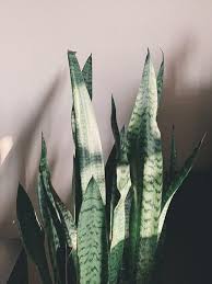 Auch 4000 jahre alte aufzeichnungen der sumerer bezeugen die kenntnis des wissens um die aussergewöhnliche heilkraft der pflanze, denn in ihnen wird die aloe vera als geschenk der götter bezeichnet. Aloe Vera Die Trendige Wellnesspflanze Fur Ihr Zuhause Westwing