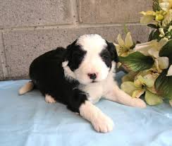 This adorable f1 mini bernedoodle puppy is looking for a furever home! Coco Mini Bernedoodle Puppy For Sale In Shipshewana In Happy Valentines Day Happyvalentinesday2016i