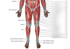 Woman body diagram images stock photos vectors shutterstock. Lower Body Diagram Quizlet