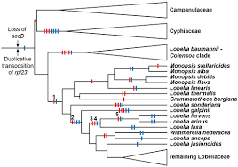 Image result for Lobelia fervens
