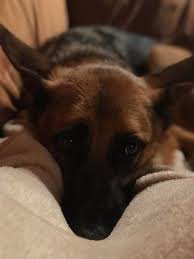 Maybe you would like to learn more about one of these? What A Scary German Shepherd Cuddled Up To Me Like This Aww
